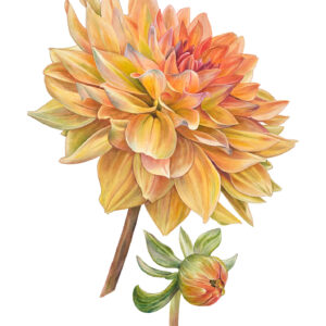Janine Lanen Illustraties Aquarel Dahlia bloemenfotografie Giclée kunstdruk kunstfotografie