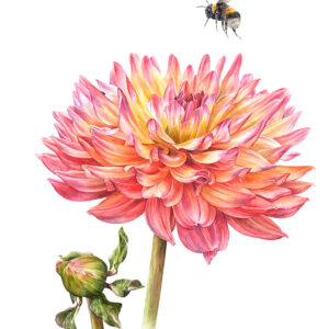 Jeanine Lanen Illustraties Schijndel Harrie Jegerings Kunstfotografie bloemen aquarel