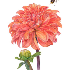 Jeanine Lanen Illustraties Harrie Jegerings Kunstfotografie aquarel bloemen