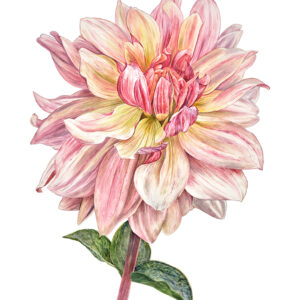 Jeanine Lanen Illustraties Harrie Jegerings Kunstfotografie Aquarel bloemen