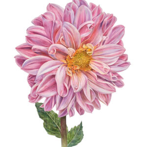 Jeanine Lanen Illustraties Harrie Jegerings Kunstfotografie Aquarel bloemen